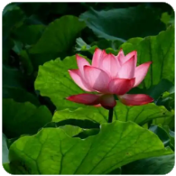 BBSOL 是什么？ Bybit 推出的Solana 流动质押方案全解析（2026 最新）