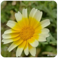 GALA 币是什么？用途、走势与2026 最新发展整理