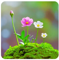 柚子币正式改名Vaulta！ EOS 变身$A 开启Web3 新篇章